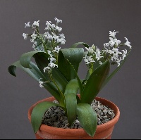 Hyacinthus litwinovii